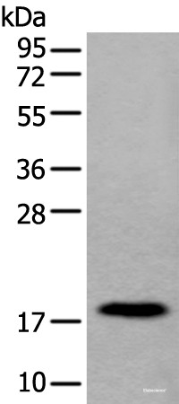 Anti-MYL12B