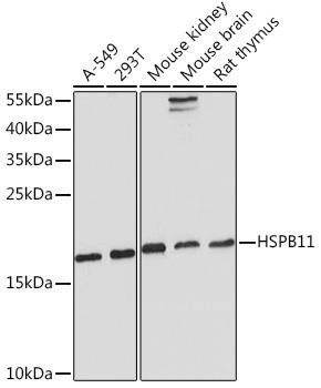 Anti-HSPB11