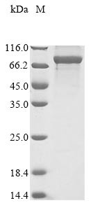 Cytoplasmic dynein 1 intermediate chain 1 (DYNC1I1), human, recombinant