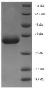 Erythropoietin (EPO), Macaca fascicularis, recombinant