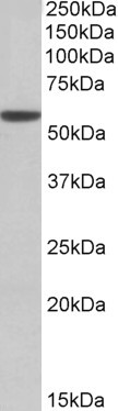 Anti-ALDH3A1, C-terminal