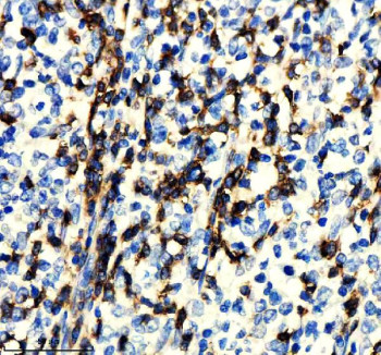 Anti-CD247 / CD3 zeta, clone IHI-3