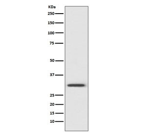 Anti-Annexin V, clone AAAB-1