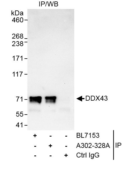 Anti-DDX43
