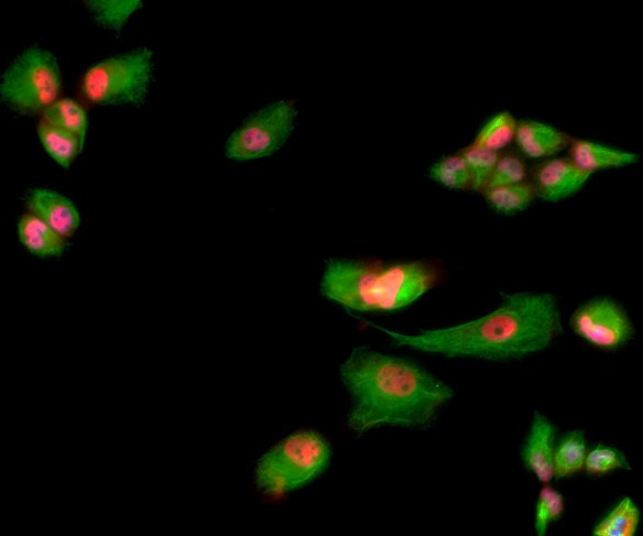 Anti-MBNL1, clone 1H1