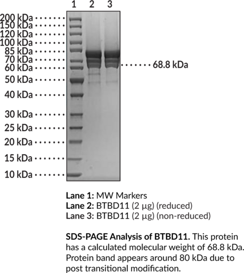 BTBD11 (human, recombinant)