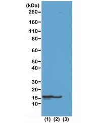 Anti-H2BK23ac / Acetyl Histone H2B Lysine 23, clone RM260 (recombinant antibody)