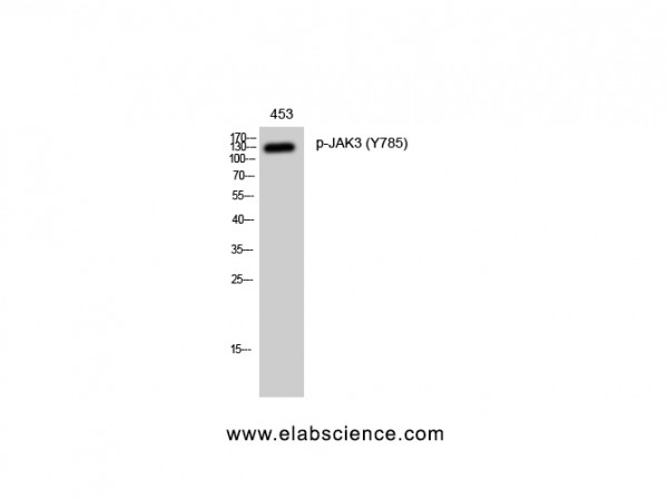Anti-Phospho-JAK3 (Tyr785)