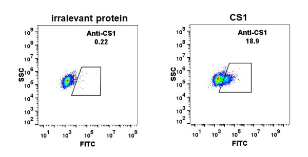 Anti-CS1 antibody(DM11),Rabbit mAb