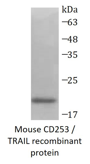 Mouse CD253 / TRAIL recombinant protein (Active) (His-tagged)