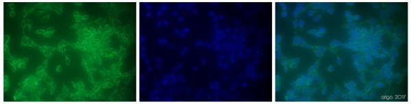 Anti-Hsp60, clone 6C8-G1-B10