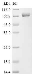 Hemagglutinin-neuraminidase (HN), partial, recombinant Newcastle disease virus