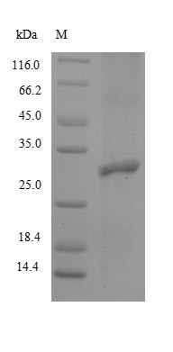Integrin beta-8 (ITGB8), partial, rabbit, recombinant