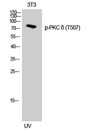 Anti-phospho-PKC delta (Thr507)