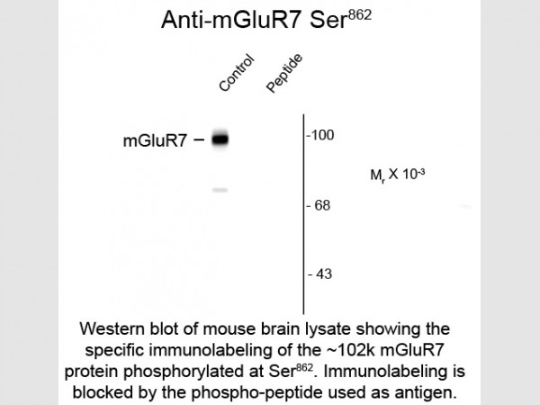 Anti-phospho-mGluR7 (Ser862)