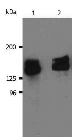 Anti-SHIP-1, clone SHIP-02