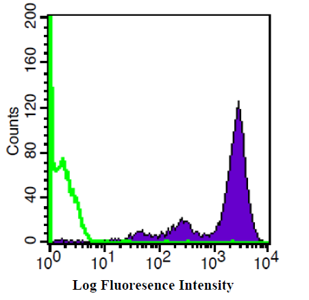 Anti-Phospho-FAK (Tyr397)