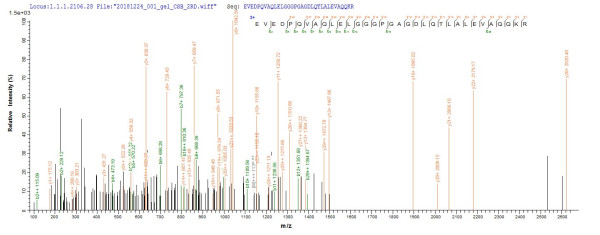 Insulin-2 (Ins2), mouse, recombinant