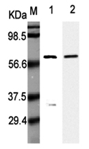 Anti-Listeria monocytogenes p60, clone P6007