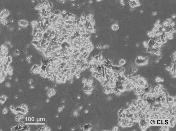 HROC24 Cells