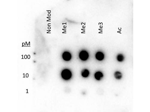Anti-Histone H3 [methyl Lys27]
