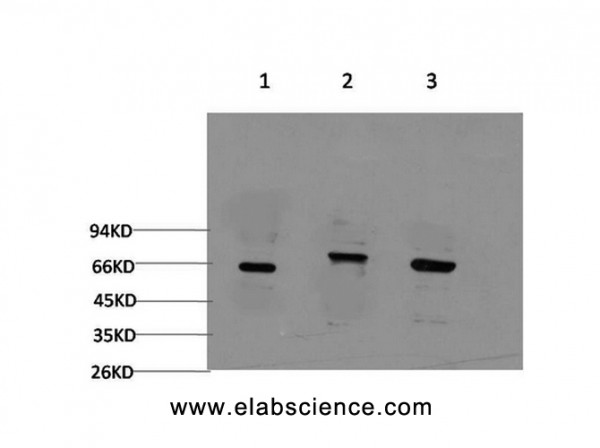 Anti-BECN1, clone 3C6