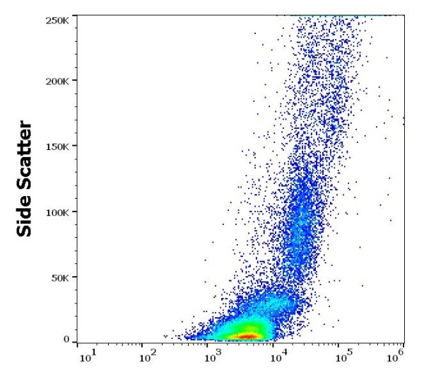 Anti-CD11b (Actived), clone CBRM1/5