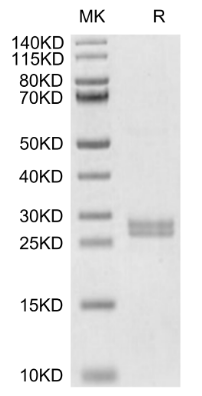 Hepcidin/HAMP, GST, Human