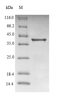 Transthyretin (Ttr), partial, mouse, recombinant