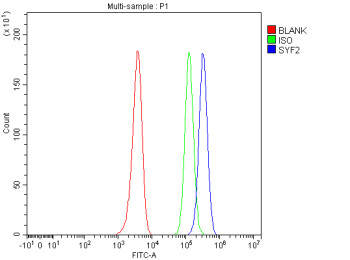 Anti-SYF2 / Pre-mRNA splicing factor SYF2