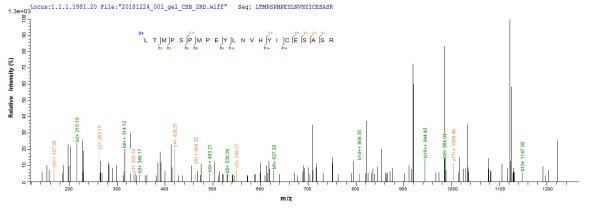 Nuclear receptor subfamily 2 group C member 2 (Nr2c2), partial, human, recombinant