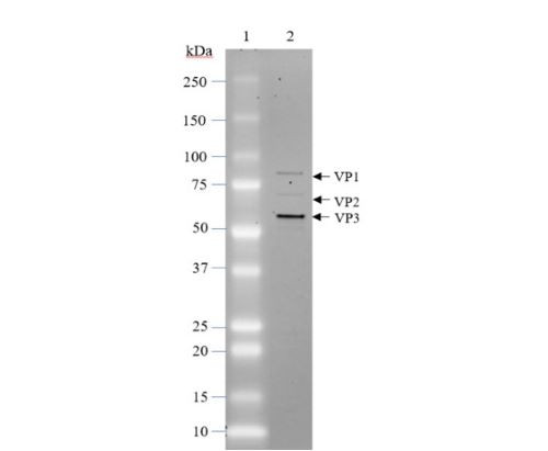 AAV9 Luciferase-mCherry