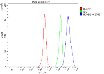 Anti-HOXB6 / Homeobox protein Hox-B6