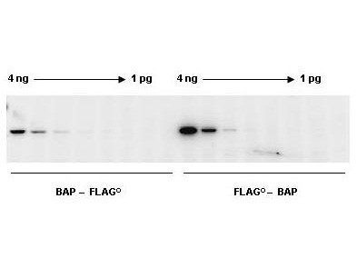 Chemiluminescent Western Blot Kit: DYKDDDDK (FLAG(R)) Chemiluminescent Western Blotting Kit