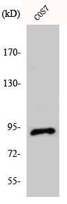 Anti-ITGB5
