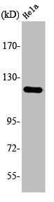 Anti-AOX1