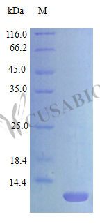 C-C motif chemokine (Ccl17) (Active), mouse, recombinant