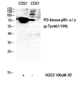 Anti-phospho-PI3 Kinase p85/p55 (Tyr467/199)