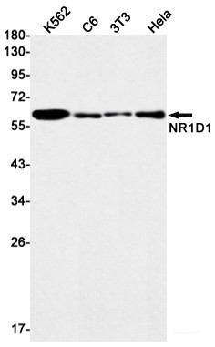 Anti-Recombinant NR1D1, clone R05-8B1