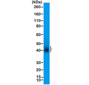 Anti-CD28 (recombinant antibody), clone RM404