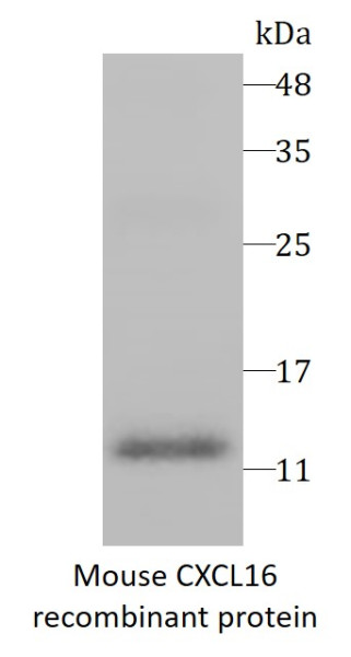 Mouse CXCL16 recombinant protein (Active) (His-tagged)