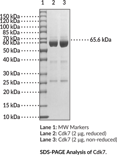 Cdk7 (human, recombinant)