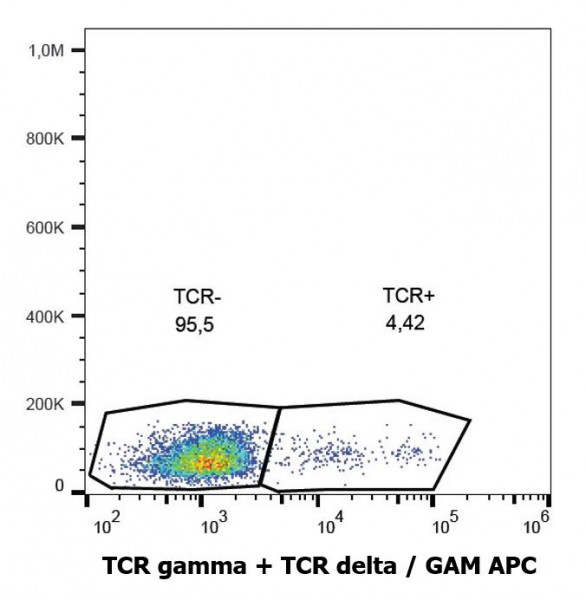 Anti-TCR gamma + TCR delta, clone B1