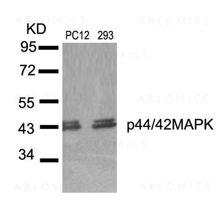 Anti-p44/42 MAP Kinase (Ab-204)