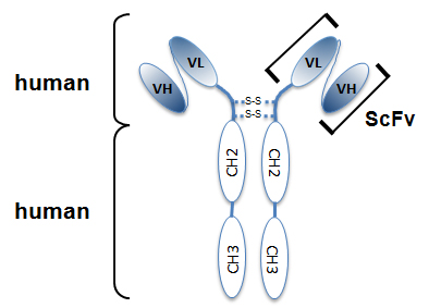 Anti-EGFP, mAB (rec.), clone G3