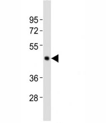 Anti-Caspase-4