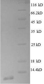 50S ribosomal protein L30 (rpmD), Escherichia coli, recombinant