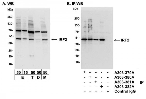 Anti-IRF2