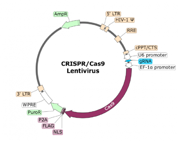 TCR CRISPR/Cas9 Lentivirus (Non-Integrating)
