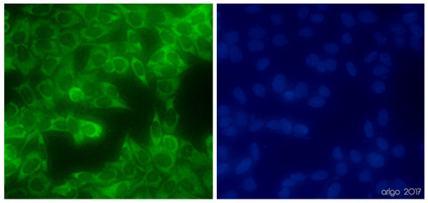 Anti-DDX3, clone 6G8-F4-E3